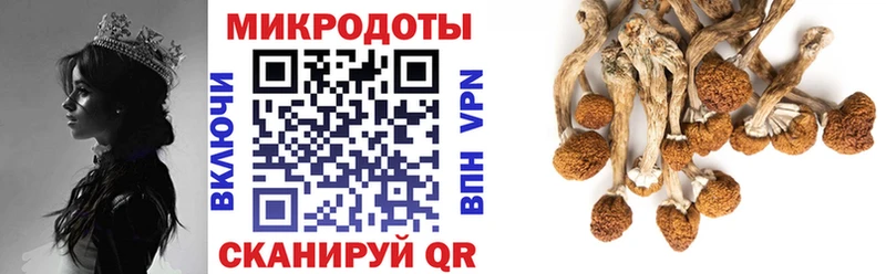 Псилоцибиновые грибы Psilocybe  хочу   кракен   Юрьевец 